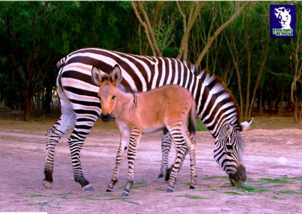 Photos of a baby zonkey